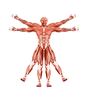 Dr. Muscle logo
